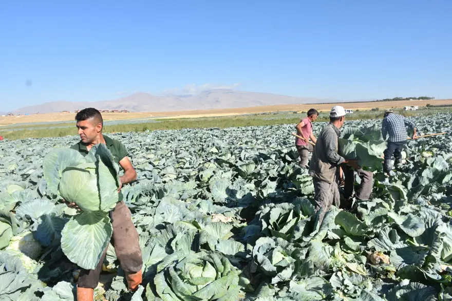 Tarlada kilosu 10 lira, üretici memnun: Niğde'de hasat başladı Tarlada kilosu 10 lira, üretici memnun: Niğde'de hasat başladı