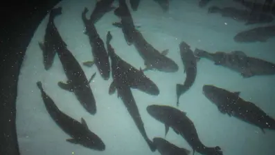 Enstitüde 12 milyon yavru levrek üretildi