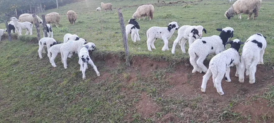 2 yıl önce eşini kaybetti: Oğluyla birlikte çobanlık yapmaya başladı 1 2 yıl önce eşini kaybetti: Oğluyla birlikte çobanlık yapmaya başladı 1