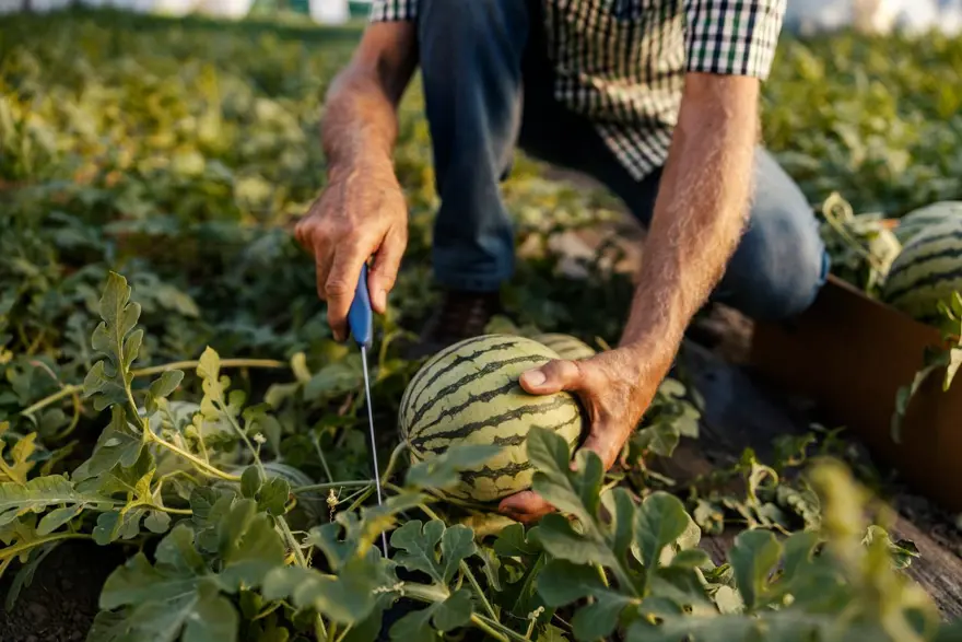 Sıcak havada zorlu mesai: Ev ekonomisine katkı sağlıyorlar 1 Sıcak havada zorlu mesai: Ev ekonomisine katkı sağlıyorlar 1