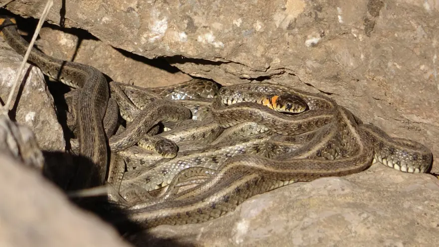 ''ZARAR VERMEYİN'' 6