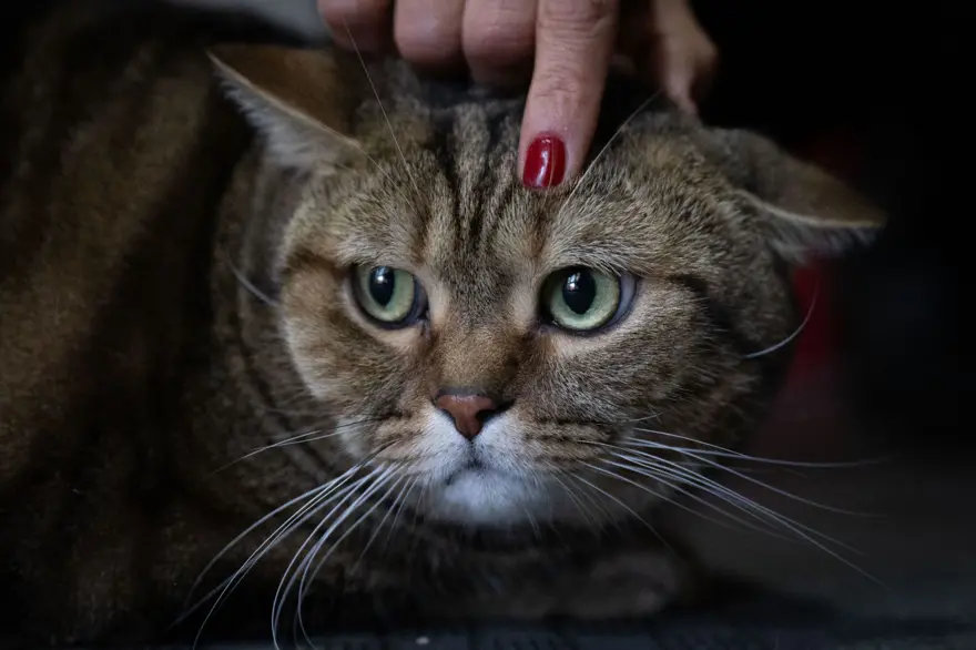 Obez kedi Simba: Pilates yaparak, havuzda yüzerek zayıflamaya çalışıyor 11