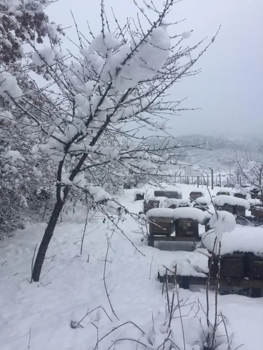 Gelmeyen bahar arı ölümlerini yüzde 70'e yükseltti 13