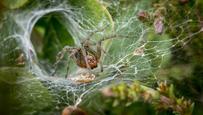 Hayvanat bahçesinden ölümcül çağrı: "Zehirli örümcekleri yakalayıp getirin"