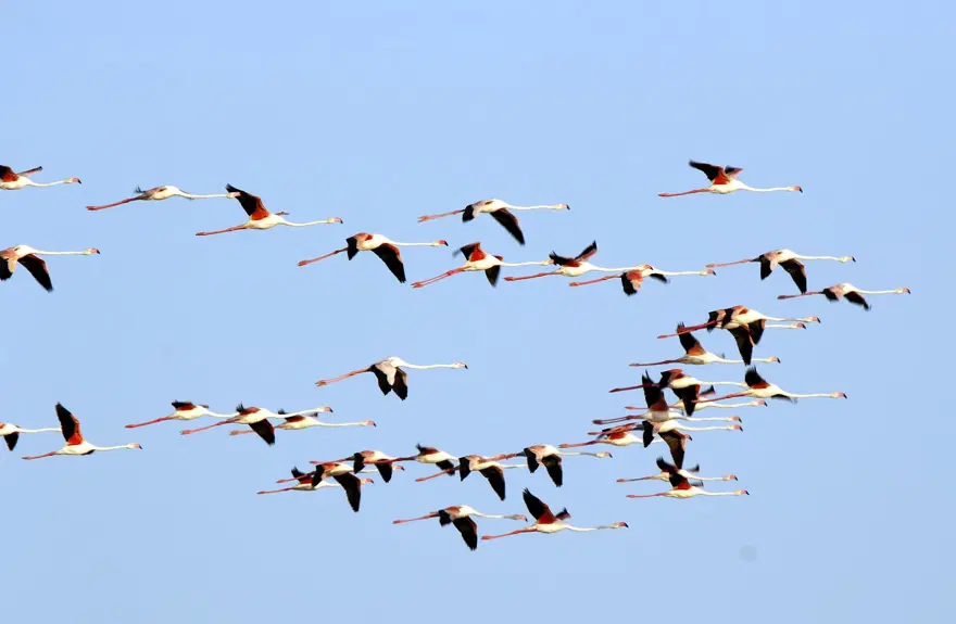 Van Gölü'nde flamingo şöleni 6