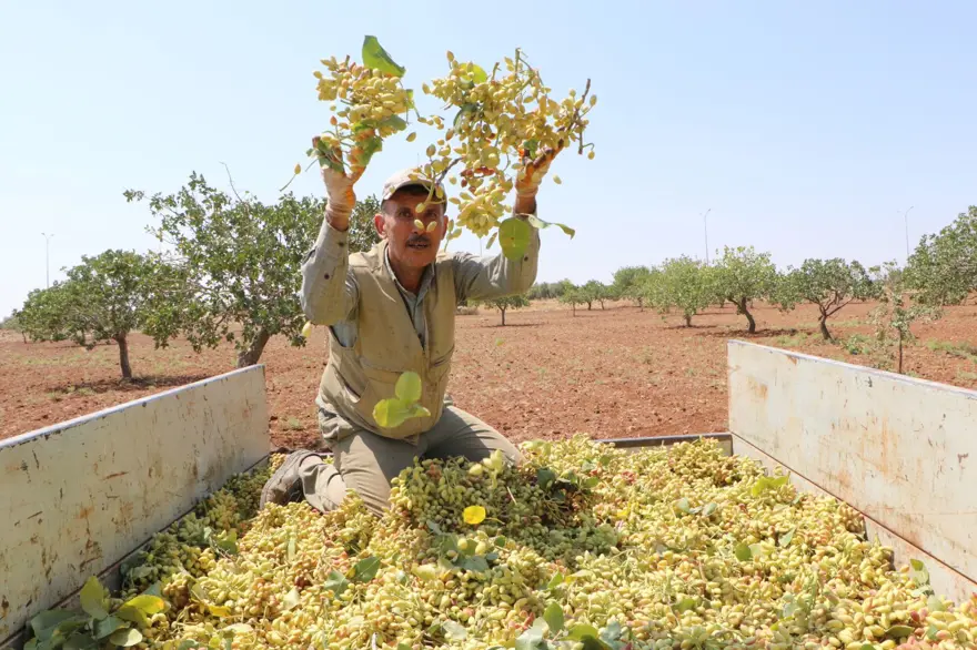 Sabah ve akşam dallardan toplanıyor: 1 ila 3 hafta devam edecek 1 Sabah ve akşam dallardan toplanıyor: 1 ila 3 hafta devam edecek 1