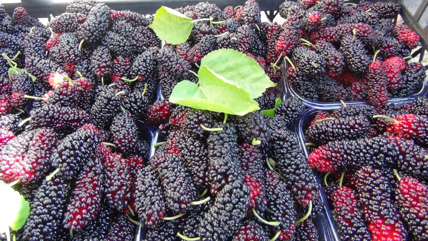 Bahçede kilosu 100 lira: Mersin'den dünyaya ihraç ediliyor 3