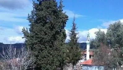 Vatandaşlar, asırlık ağaca sahip çıkıyor