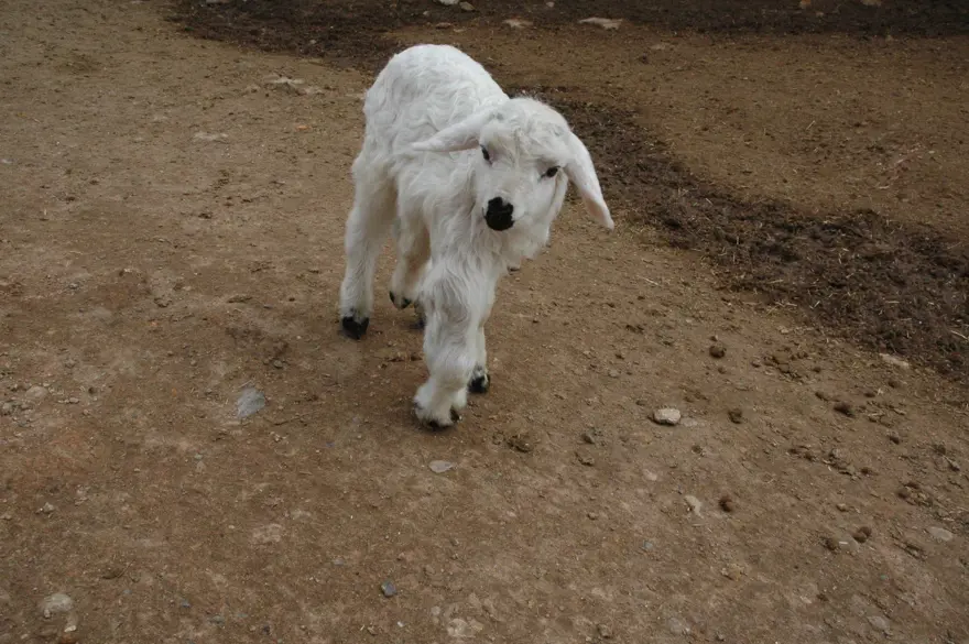 Diyarbakır'da 6 ayaklı doğan kuzu görenleri şaşırtıyor Diyarbakır'da 6 ayaklı doğan kuzu görenleri şaşırtıyor