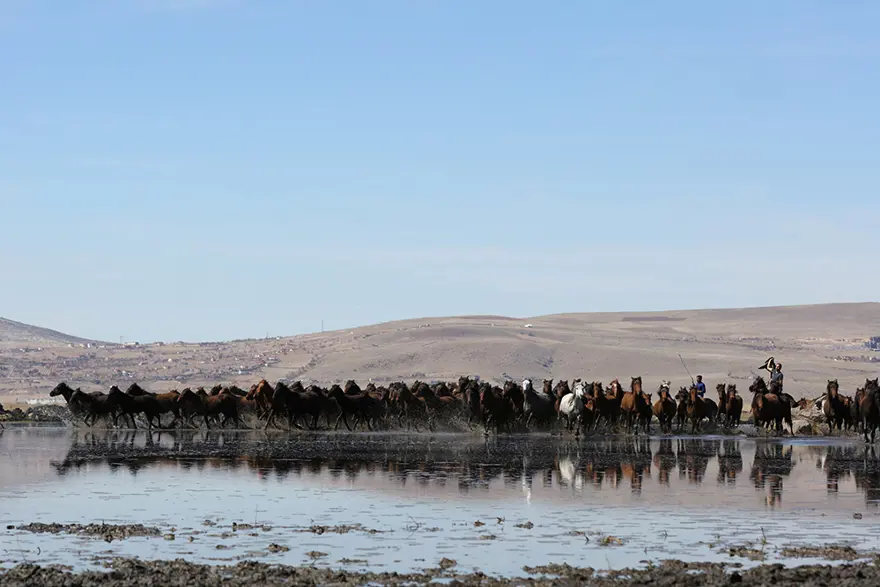 Erciyes eteklerinde yılkı atları 1