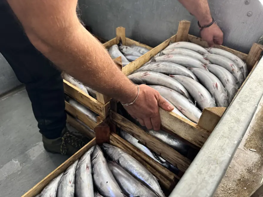 Balıkçıların yüzü güldü : 1 gecede yaklaşık 9 bin palamut 2