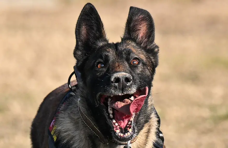KÖPEKLER BİRÇOK EĞİTİMDEN GEÇİYOR 4 KÖPEKLER BİRÇOK EĞİTİMDEN GEÇİYOR 4