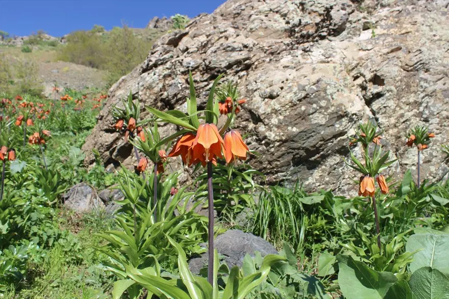 Hakkari'de 'ağlayan gelinler' ziyaretçi akınına uğruyor 6