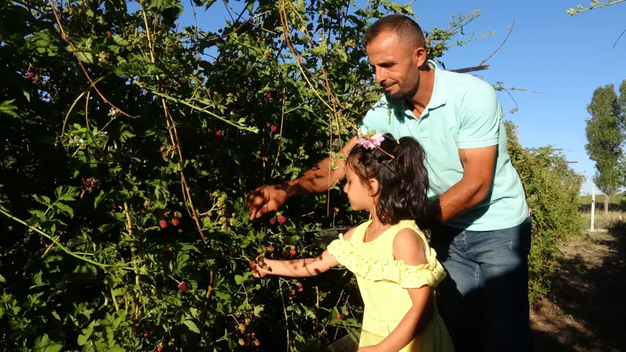 3 yıl önce hobi olarak başladı şimdi paraya para demiyor! Kilosu 150 liradan satılıyor, bahçenin önünde kuyruk oluyor 3