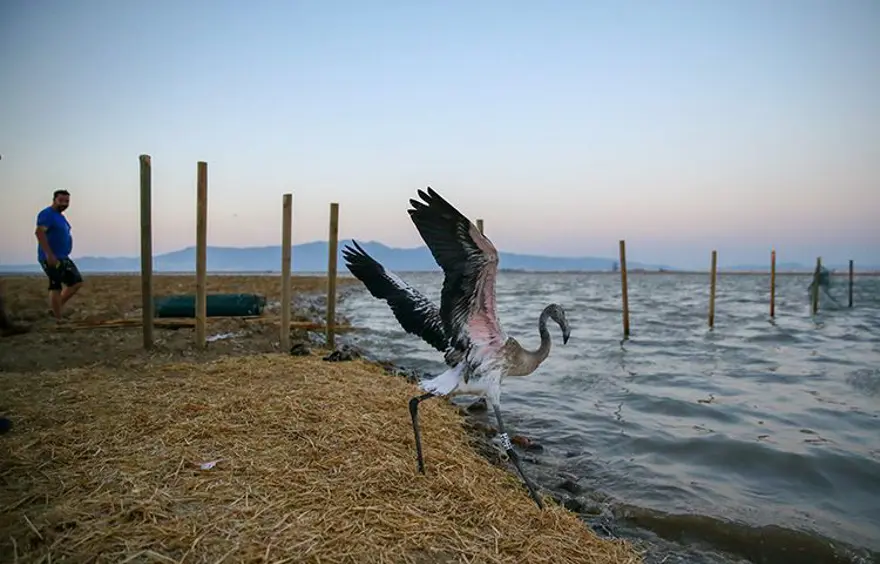 İzmir'de halkalanan yavru flamingoların yaşamı takip edilecek 3 İzmir'de halkalanan yavru flamingoların yaşamı takip edilecek 3