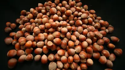 12 ayda 649 bin tondan fazla fındık işlem gördü