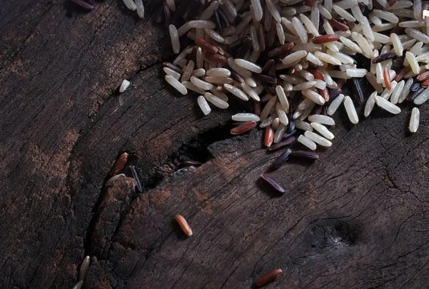 Kralların pirinci olarak biliniyor, süper gıdalar arasında yer alıyor: Siyah pirinç faydaları neler? 1