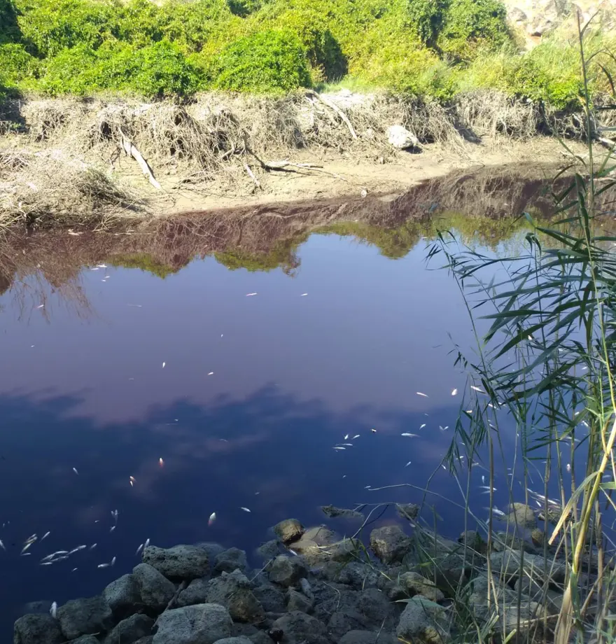 Siyaha dönen Karasu Çayı'nda balık ölümlerine inceleme 2