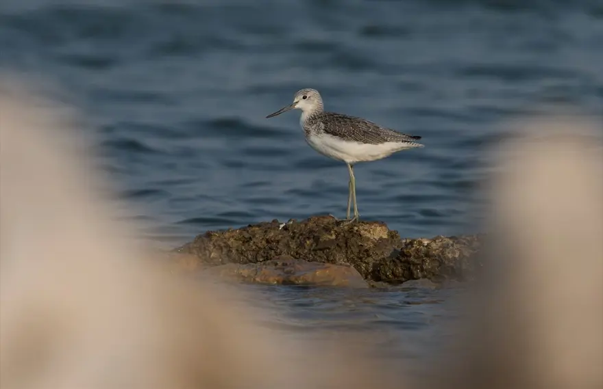 İzmir Kuş Cenneti'nde eşsiz gün batımı 11