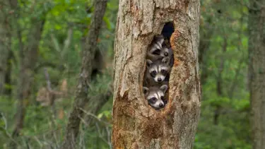 50 yılda 3 omurgalı canlıdan 2'si öldü