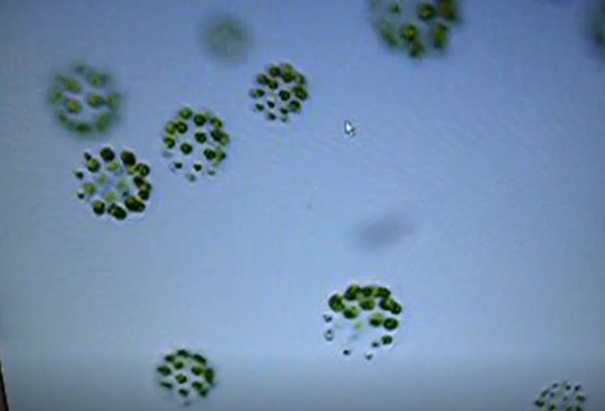 Dişi, erkek ve biseksüel: Üç farklı cinsiyete sahip tatlı su yosunu türü keşfedildi 