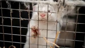 Yunanistan’davizon tehlikesi!