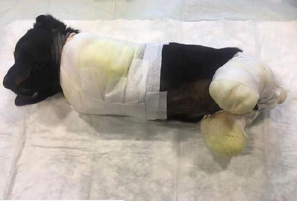 Yavru köpeğin bacakları ve kuyruğunu kesip ormana attılar