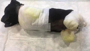 Yavru köpeğin bacakları ve kuyruğunu kesip ormana attılar Yavru köpeğin bacakları ve kuyruğunu kesip ormana attılar