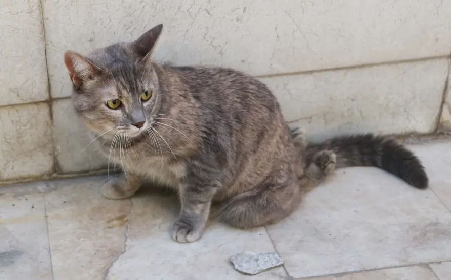 Felçli kedisini tekrar hayata bağladı 5