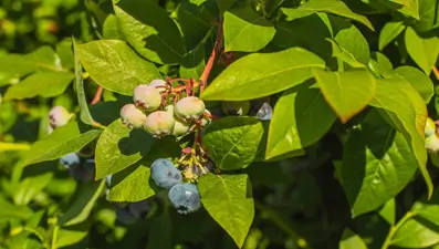 Türkiye'de yetişiyor, 5 ülkeye gönderiliyor! Kilosu 400 TL'den satılıyor, hasadı başladı