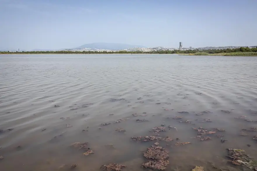 İzmir’de plankton patlaması: İki ilçede denizin rengideğişti 1