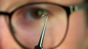 Chikungunya salgını yayıldı: Çin'de halk sağlığı acil durumu ilan edildi