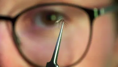 Chikungunya salgını yayıldı: Çin'de halk sağlığı acil durumu ilan edildi