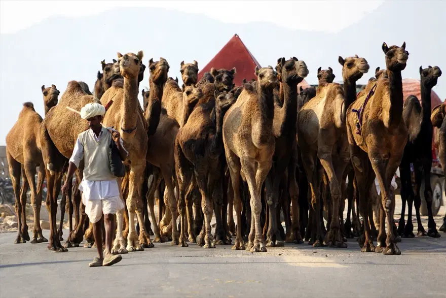 Hindistan'da Pushkar Deve Fuarı 13