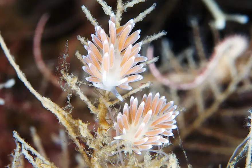 Beyaz Deniz'in harikaları 61