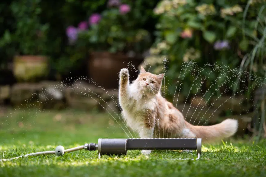 Kedilerle ilgili eğlenceli gerçekler (8 Ağustos Uluslararası Kedi Günü) Kedilerle ilgili eğlenceli gerçekler (8 Ağustos Uluslararası Kedi Günü)