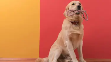 İngiltere'de köpekler, Covid-19'u koklayarak teşhis etmeleri için eğitilecek