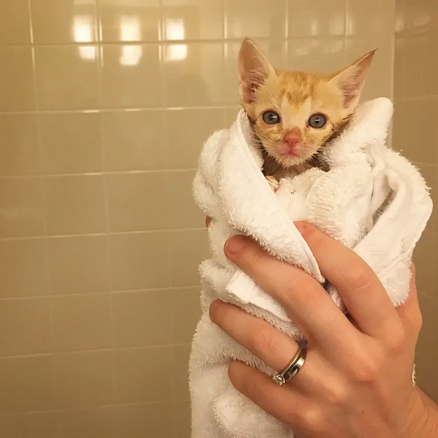 Hayatını kedileri kurtarmaya adadı 185