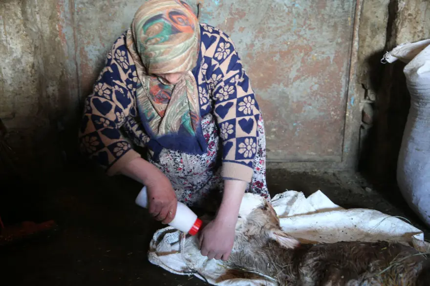 Anomalili doğan buzağı şaşkınlığa neden oldu: "İlk defa gördük" 2 Anomalili doğan buzağı şaşkınlığa neden oldu: "İlk defa gördük" 2