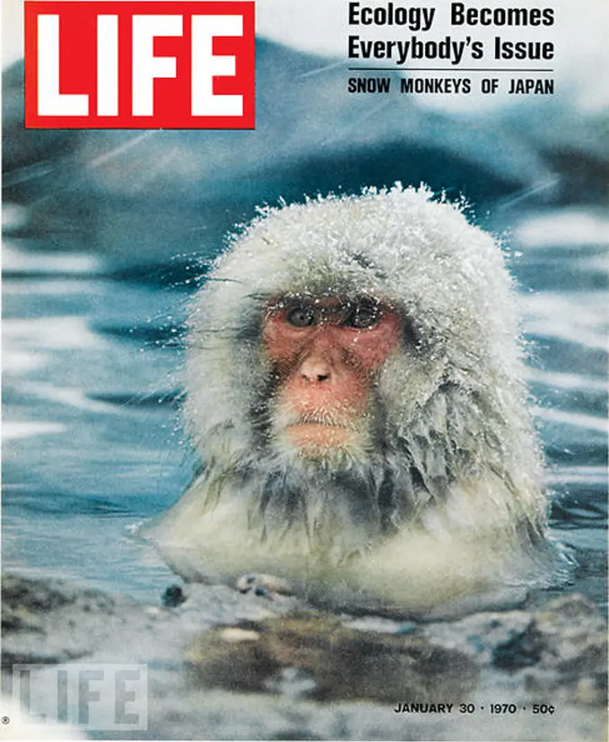 Japonya'nın kar maymunları 65