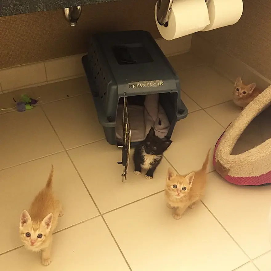 Hayatını kedileri kurtarmaya adadı 184