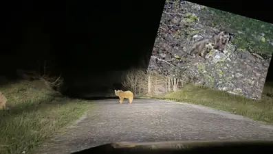 Kış uykusundan uyanan ayılar bu yıl ilk kez görüntülendi