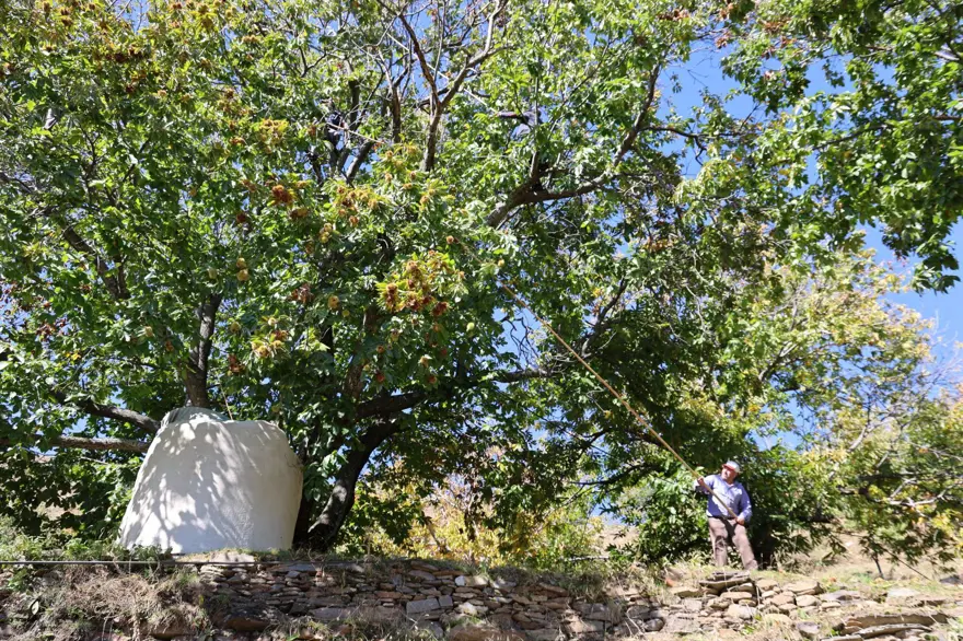 Üreticiler zamanla yarıştı, hasatta sona gelindi: 60-70 metreye kadar tırmandılar 4 Üreticiler zamanla yarıştı, hasatta sona gelindi: 60-70 metreye kadar tırmandılar 4