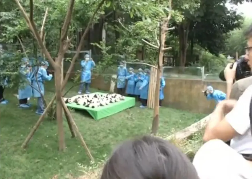Yeni doğan 23 panda görücüye çıktı 2 Yeni doğan 23 panda görücüye çıktı 2