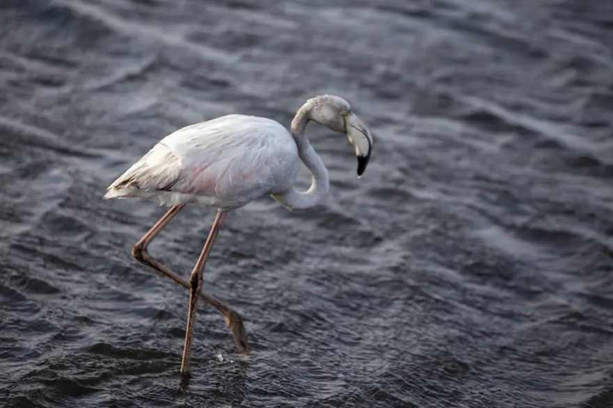 Afrika sahillerinde bir flamingo cenneti: Walvis Bay Lagünü 9