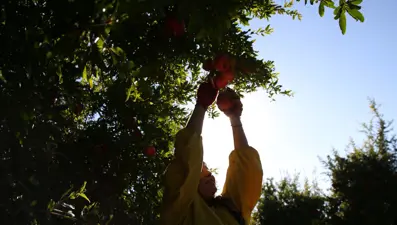 Adıyaman'da hasat: 9 ülkeye ihraç ediliyor