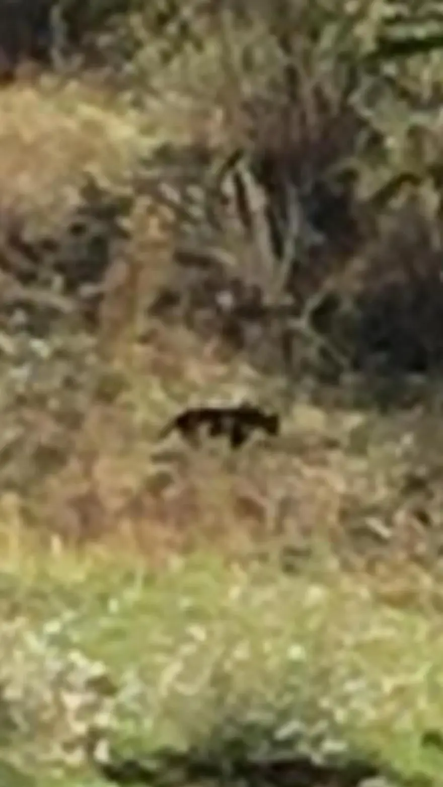 Üzerine geldi, pusuya yattı, korkudan arabaya saklandı. Muş'ta jaguar iddiası 1