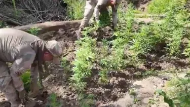 Diyarbakır'da 12 milyon 389 bin kök kenevir ve skunk ele geçirildi