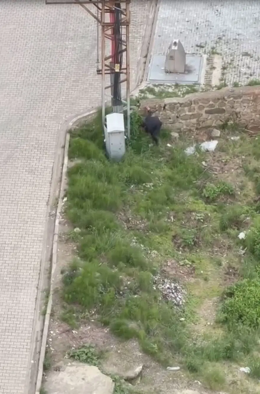 ŞÜPHELİ TUTUKLANDI 5