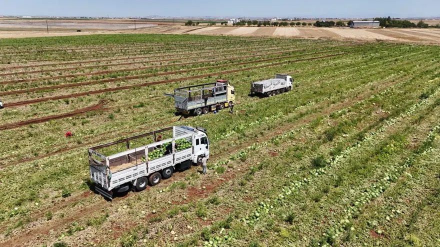 Tarlada kilosu 1-2 lira: Ürün fazla, hasat devam ediyor 